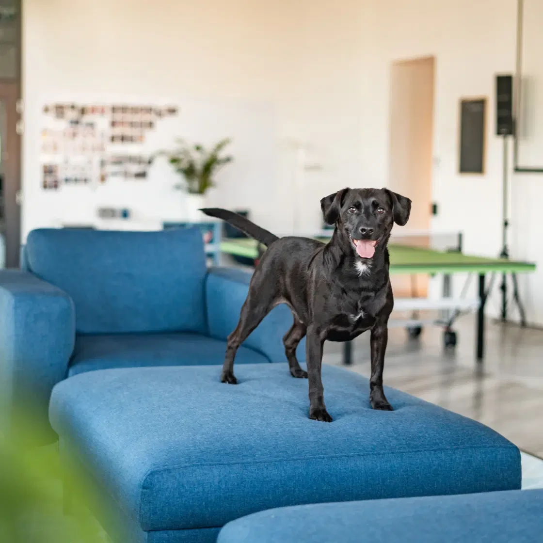 متاجر الحيوانات